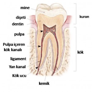 Diş Kanalları